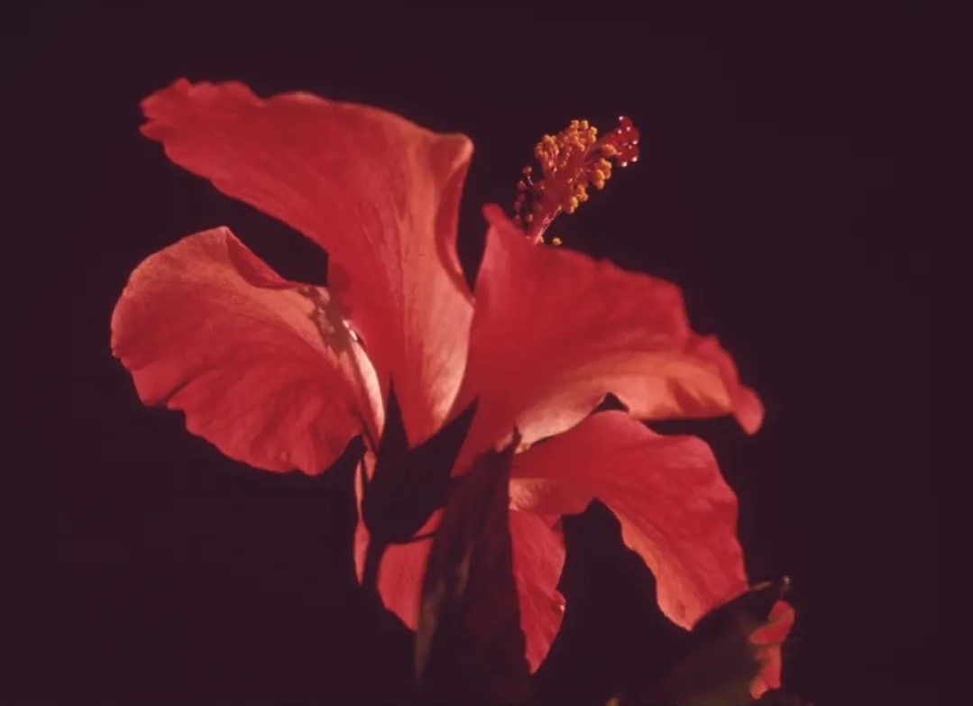 Primer plano fotográfico de una flor roja.